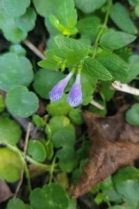 <i>Scutellaria galericulata</i>