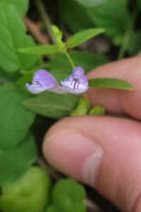 <i>Scutellaria galericulata</i>