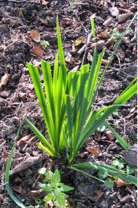 <i>Iris foetidissima</i>