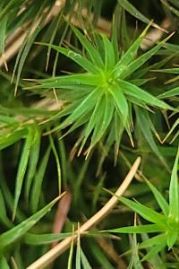<i>Polytrichum formosum</i>