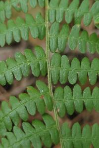<i>Pteridium aquilinum</i>