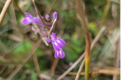 <i>Lobelia urens</i>