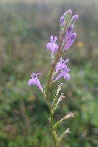 <i>Lobelia urens</i>