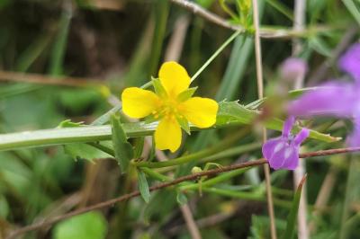 <i>Potentilla erecta</i>