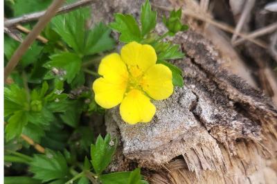 <i>Potentilla verna</i>