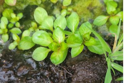 <i>Ludwigia palustris</i>