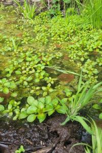 <i>Ludwigia palustris</i>