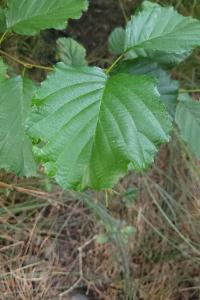 <i>Alnus glutinosa</i>