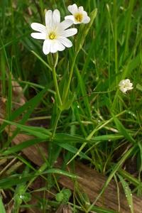 <i>Rabelera holostea</i>
