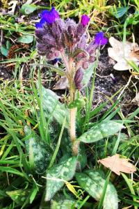 <i>Pulmonaria officinalis</i>