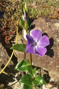 <i>Vinca minor</i>