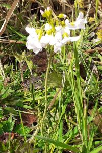 <i>Cardamine pratensis</i>
