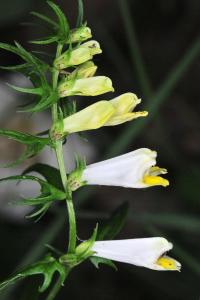 <i>Melampyrum pratense</i>