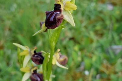 <i>Ophrys aranifera</i>