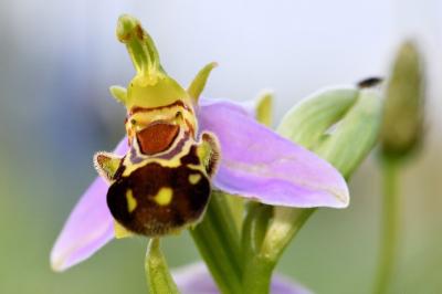 <i>Ophrys apifera</i>