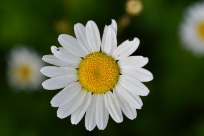 <i>Leucanthemum vulgare</i>