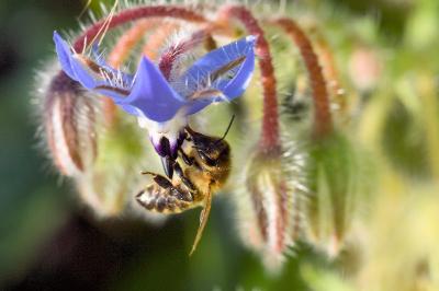 <i>Borago officinalis</i>
