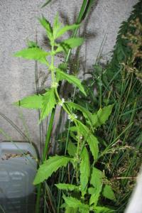 <i>Lycopus europaeus</i>