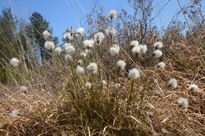 <i>Eriophorum vaginatum</i>