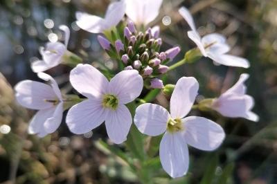 <i>Cardamine pratensis</i>