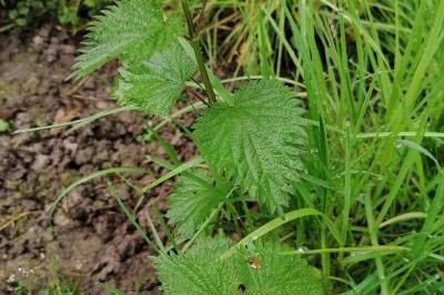 <i>Urtica dioica</i>