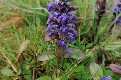 <i>Ajuga reptans</i>