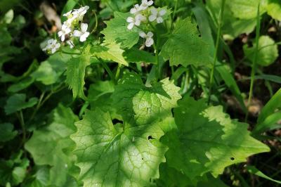 <i>Alliaria petiolata</i>