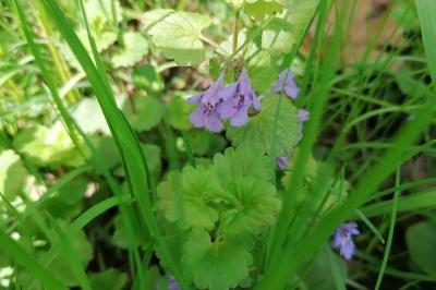 <i>Glechoma hederacea</i>