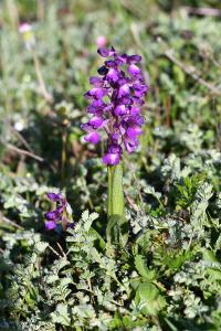 <i>Anacamptis morio</i>