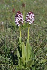 <i>Orchis purpurea</i>