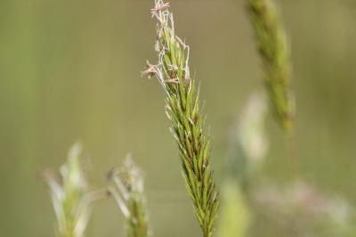 <i>Anthoxanthum odoratum</i>