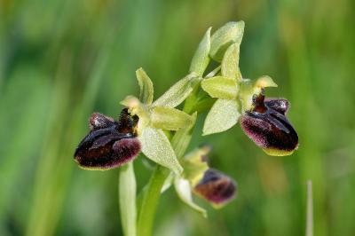 <i>Ophrys aranifera</i>