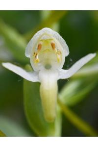 <i>Platanthera chlorantha</i>