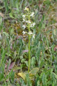 <i>Platanthera chlorantha</i>