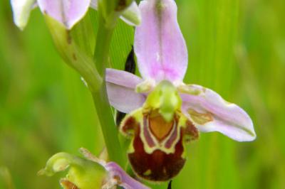 <i>Ophrys apifera</i>