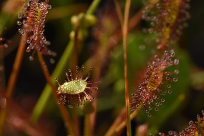 <i>Drosera intermedia</i>