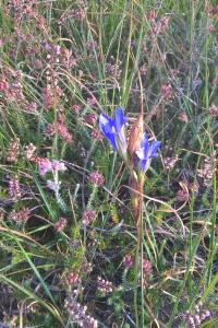 <i>Gentiana pneumonanthe</i>