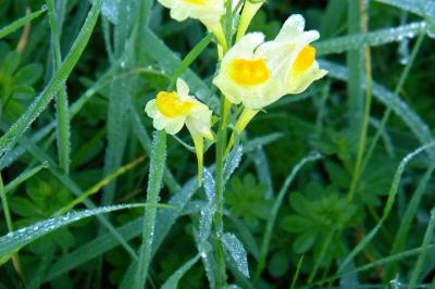 <i>Linaria vulgaris</i>