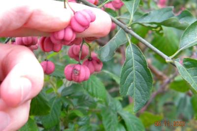 <i>Euonymus europaeus</i>