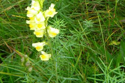 <i>Linaria vulgaris</i>