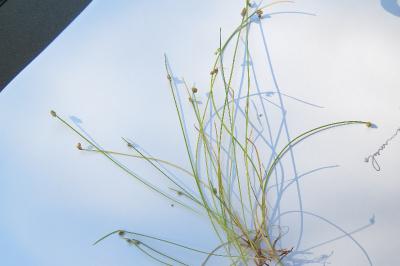 <i>Isolepis setacea</i>