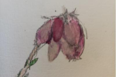<i>Erica tetralix</i>