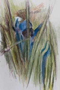 <i>Gentiana pneumonanthe</i>