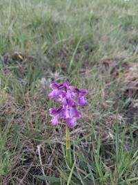 <i>Anacamptis morio</i>