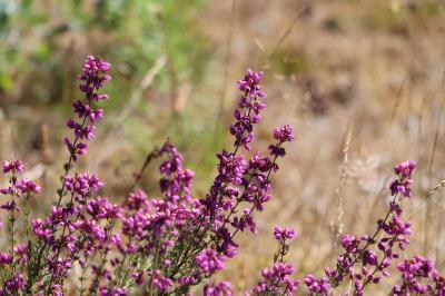 <i>Erica cinerea</i>