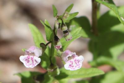 <i>Scutellaria minor</i>