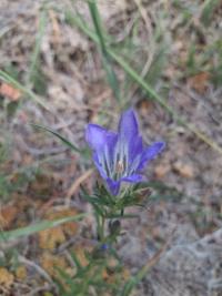 <i>Gentiana pneumonanthe</i>
