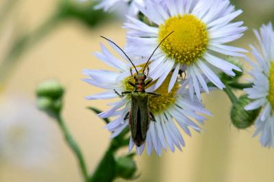 <i>Oedemera nobilis</i>
