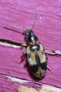 <i>Notoxus monoceros</i>