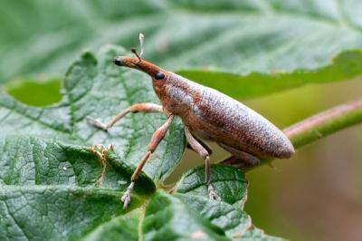 <i>Lixus pulverulentus</i>